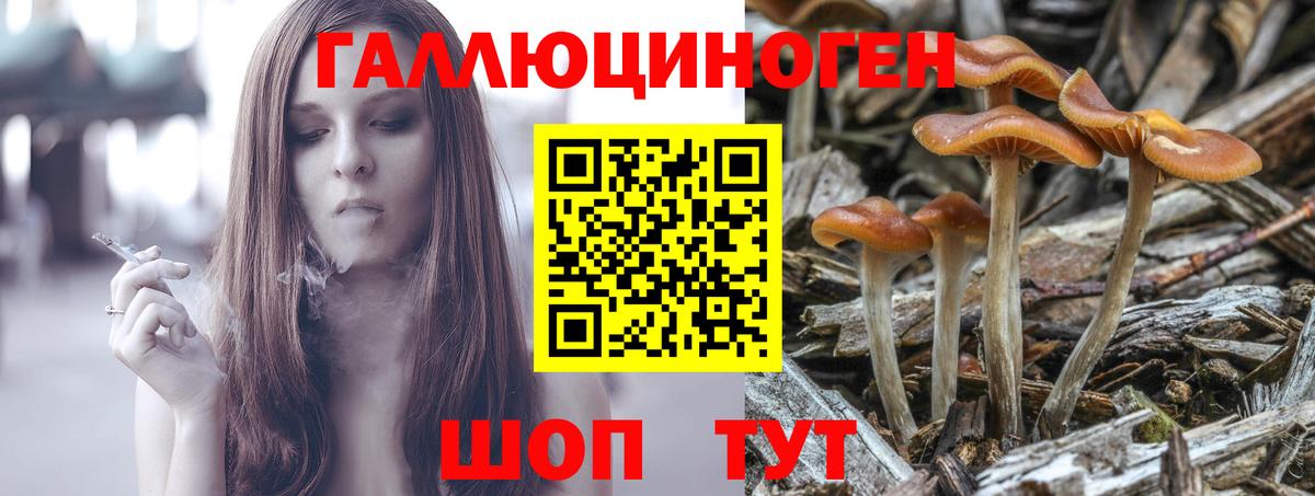 Хасавюрт  Галлюциногенные грибы Psilocybine cubensis  Псилоцибиновые грибы Psilocybine cubensis  Вход с VPN 